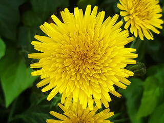 Yellow dandelion flowers on a background of green grass, top view.