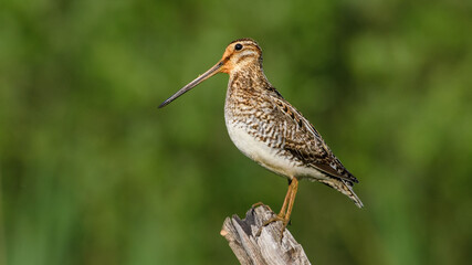 Common Snipe sit on the stump