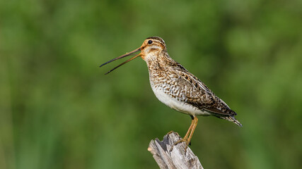 Common Snipe sit on the stump
