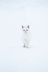 White kitten walking in snow outdoors,winter