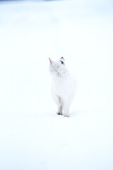 White kitten walking in snow outdoors,winter