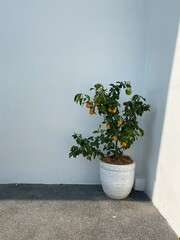 House interior with decorated in minimal style. Mini Orange Plant in white pot at the corner with sunlight
