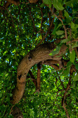 The winding tree of the Black Sea coast The resort town of Sevastopol