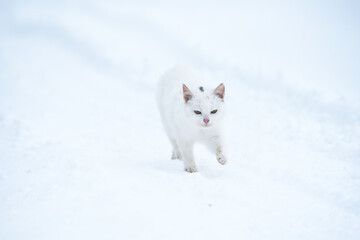 Obraz na płótnie Canvas White kitten walking in snow outdoors,winter