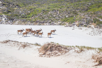 A herd of Common Eland (Taurotragus oryx) walking up a Sandy beach dune along the Cape coastline,...