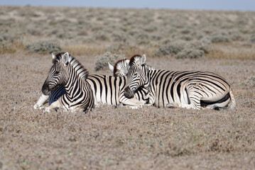 Obraz na płótnie Canvas Three zebra are tired and lying down