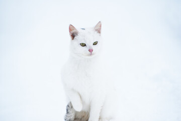 White kitten sitting in snow outdoors,winter