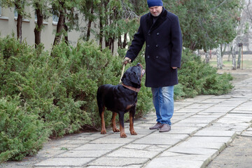 view. A middle-aged man in a black coat walks along the sidewalk along the juniper bushes with his pet.