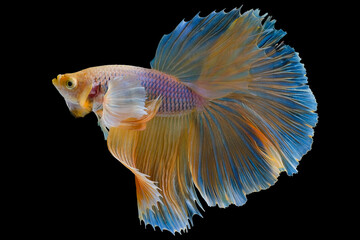 Beautiful movement of yellow Betta fish, Siamese fighting fish, Betta splendens of Thailand isolated on black background.