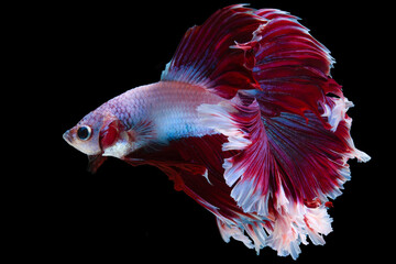Fototapeta premium Close up of red white Betta fish. Beautiful Siamese fighting fish, Betta splendens isolated on black background.