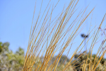 Selective focus shot of tall dry yellow grass in a field against a blue sky