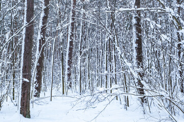 winter pine trees forest covered with snow. Beautiful winter panorama at snowfall