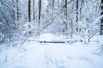 winter pine trees forest covered with snow. Beautiful winter panorama at snowfall