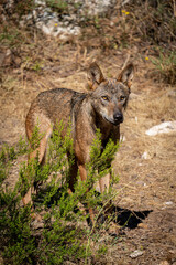 Canis Lups Signatus searching for preys in the bush