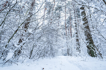 winter pine trees forest covered with snow. Beautiful winter panorama at snowfall