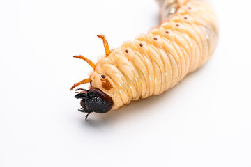 カブトムシの幼虫を白背景で写真撮影