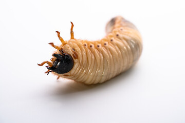 カブトムシの幼虫を白背景で写真撮影