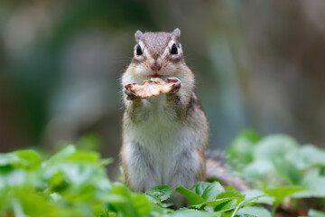 シマリス Chipmunk