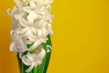 黄色の明るい無地の背景と白いヒヤシンスの花