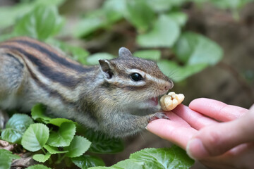 シマリス Chipmunk