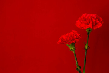 赤い鮮やかな無地の背景とカーネーションの赤い花