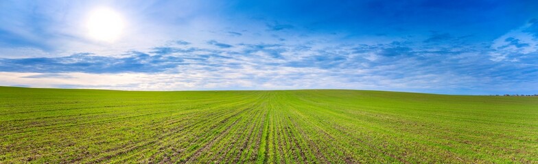 Fototapeta na wymiar Spring fresh green grass, sun and blue clouds on the horizon (Panorama)