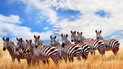  Wild zebras in the African savanna against the beautiful blue sky with white clouds. Wildlife of...