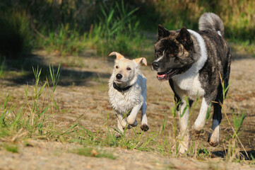 American Akita dog