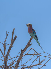 Colorful Lilac Breast Rollbird (Coracias caudatus) on a branch in Khaudum National Park, Namibia