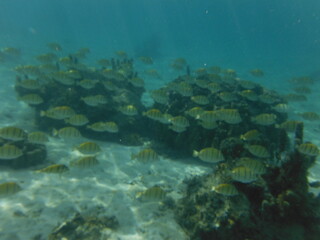 Sports, Under water