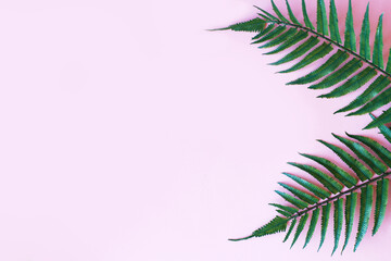 Fototapeta na wymiar green leaves of palm tree on bright pink background. copy space. your text