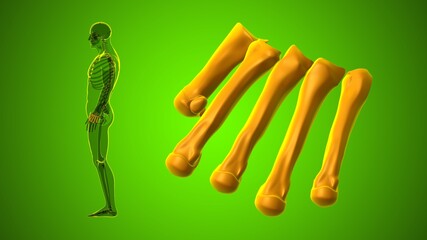 Human Skeleton Hand Matacarapls Bone Anatomy For Medical Concept