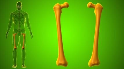 Human skeleton anatomy Femur Bone 3D Rendering