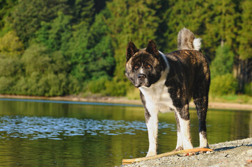 American Akita dog