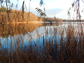 reeds in the water
