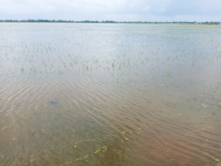 Karawang. February 4, 2021. Hundreds of hectares of rice fields were flooded