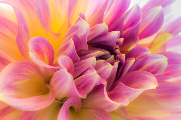 close up of pink dahlia flower