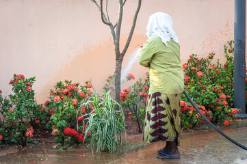 A senior  female gardener waters plants and flowers with a hose. An elderly lady in Asia India works in a flower garden. Beautiful tropical flowers garden is watered with water with hose.