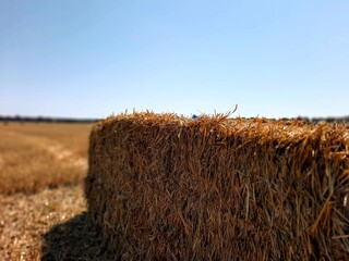 bales in the field