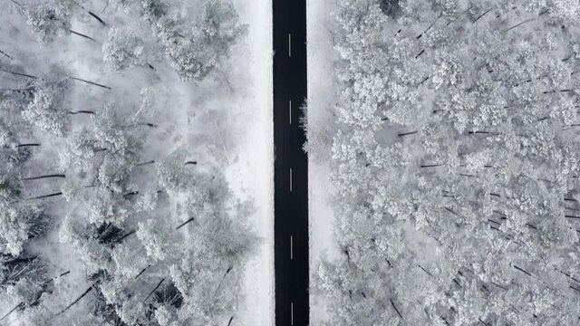 Drone flight looking down at a straight street within a snowy winter forrest with snow-powdered trees at each side of the street.