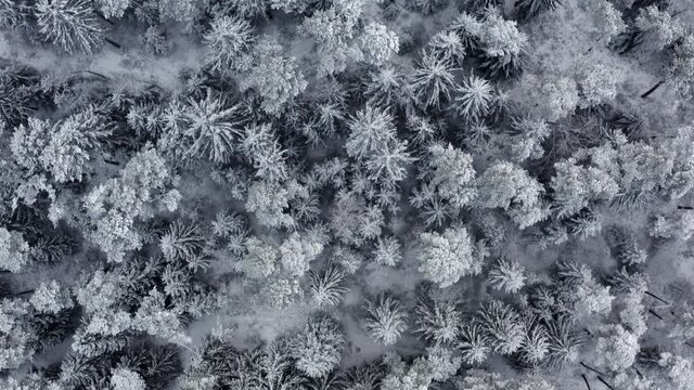 Drone flight looking down at snow-powdered trees in a snowy winter-forrest. Watching directly down.
