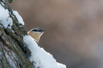 Eurasian nuthatch or wood nuthatch (Sitta europaea)