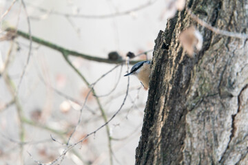 Eurasian nuthatch or wood nuthatch (Sitta europaea)