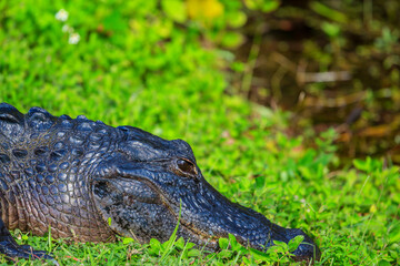 Alligator