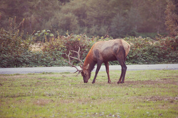 Naklejka premium Elk