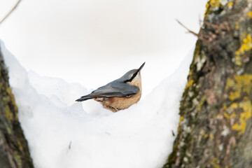 Eurasian nuthatch or wood nuthatch (Sitta europaea)