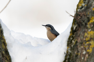 Eurasian nuthatch or wood nuthatch (Sitta europaea)