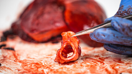 scientist showing the semilunar valves of a fresh dissected pig heart