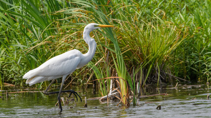 great white egret