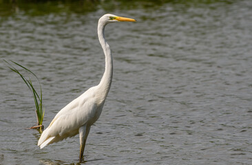 great white egret